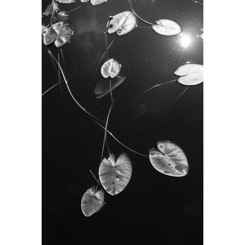 Фотопленка Silberra Ultima160 160/36, 1 шт