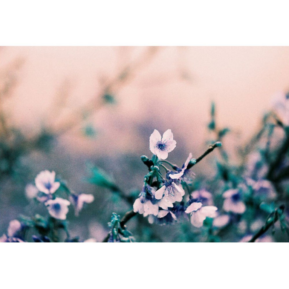 Фотопленка Lomography 2021 LomoChrome Turquoise 35 mm ISO 100–400, 36 кадров, 1 шт